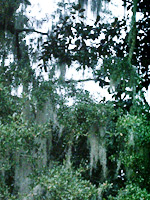 spanish moss