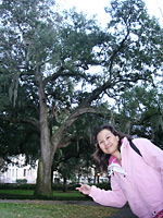 live oaks - omnipresent in Savannah